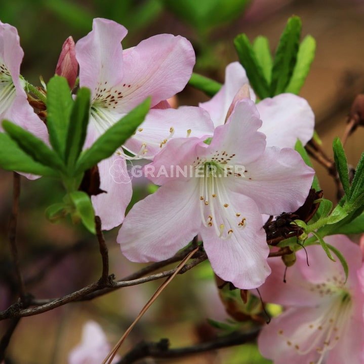 Rhododendron Schlippenbachi, Royal Azalea image